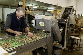 coque-triage materiel-production atelier lavage-triage savoir-faire coquillages de la baie d'isigny